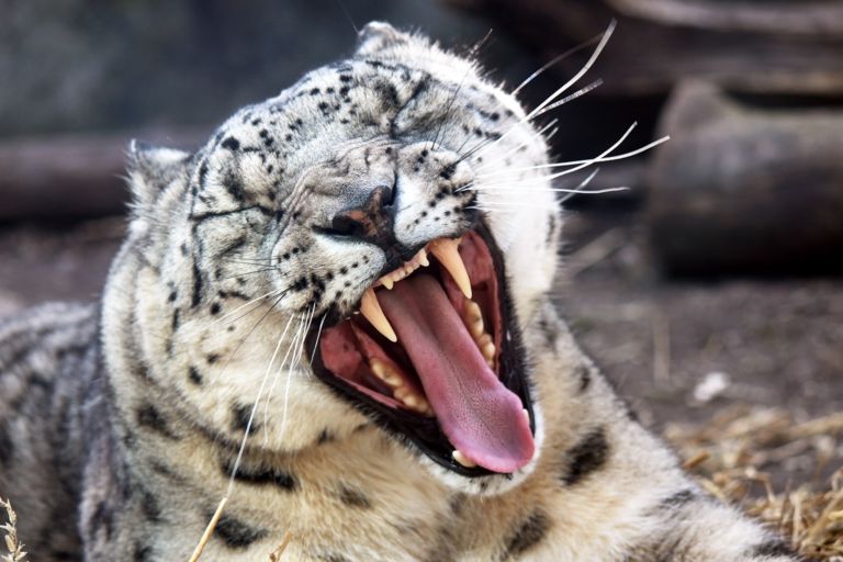 snow-leopard-yawning-1_publicDomainPictures
