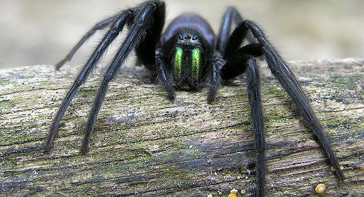 Spider_commons.wikimedia.org